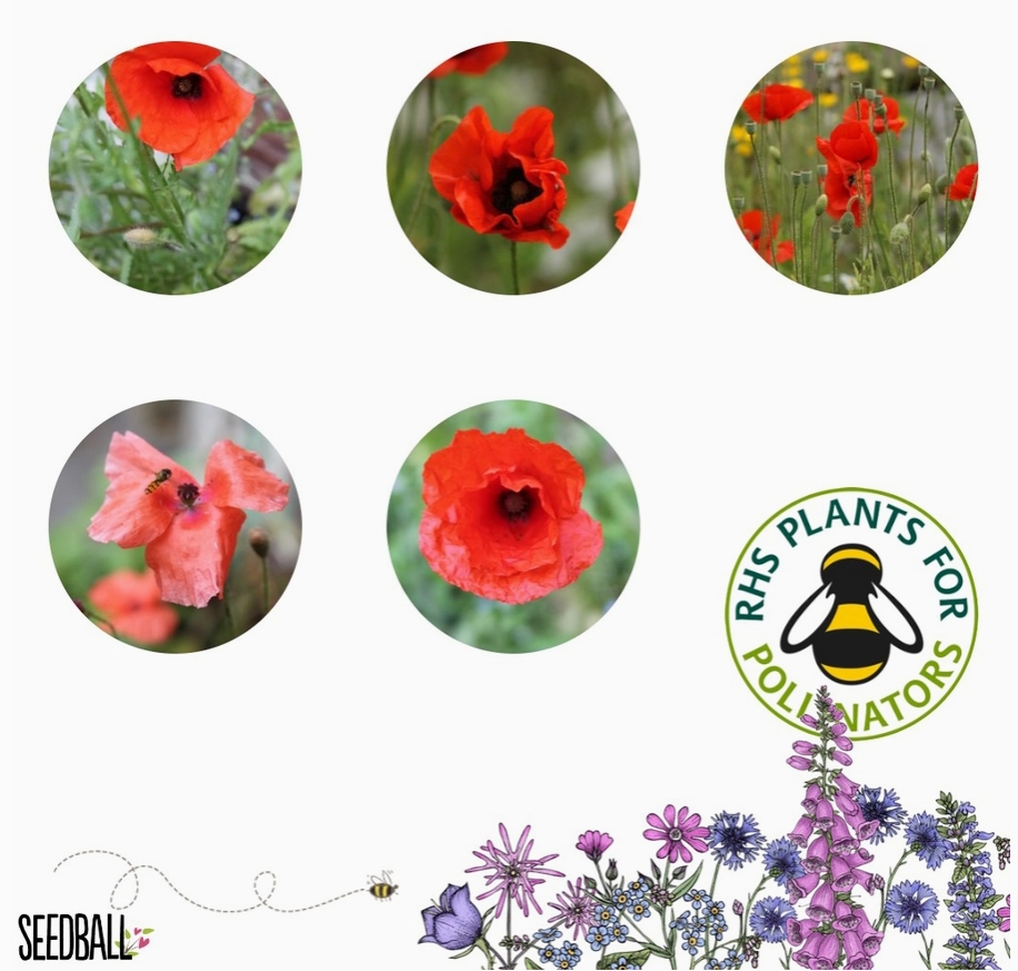 Seedball Wildflower Grab Bags   Poppy