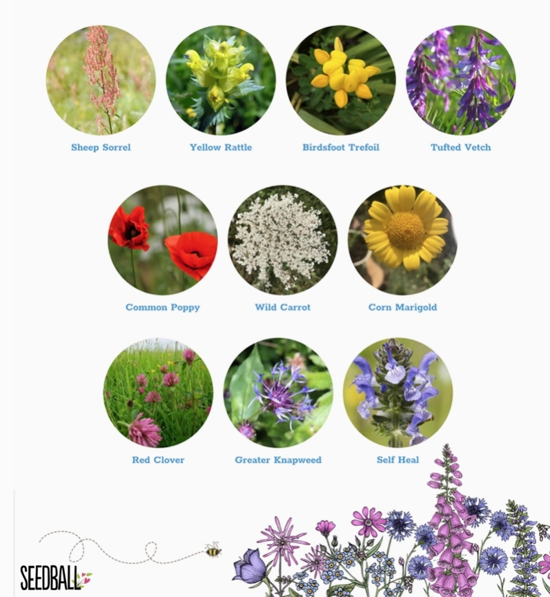 Seedball Wildflower Grab Bags   Wildlife Mix