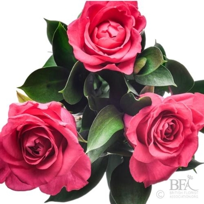 Pink Rose Handtied