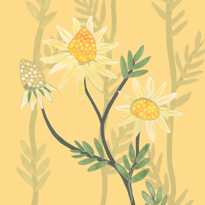 Chamomile Greetings card