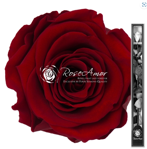 Preserved rose Red