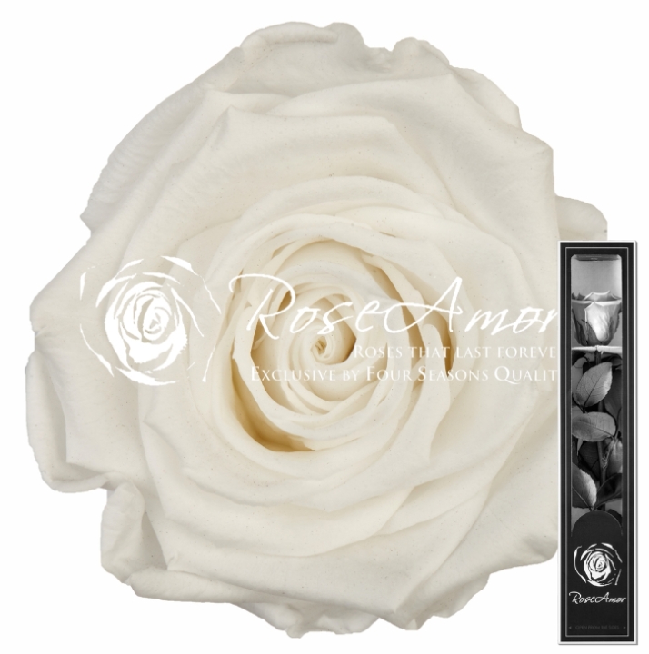 Preserved rose  White