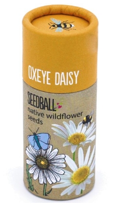 Seedball tube Oxeye daisy