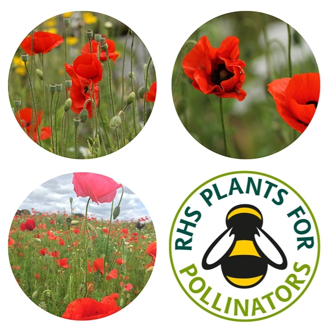 Seedball tube Poppy