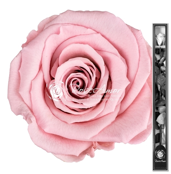 Preserved rose 70 cm   Pink04