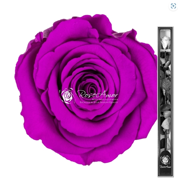 Preserved rose 70 cm   Purple
