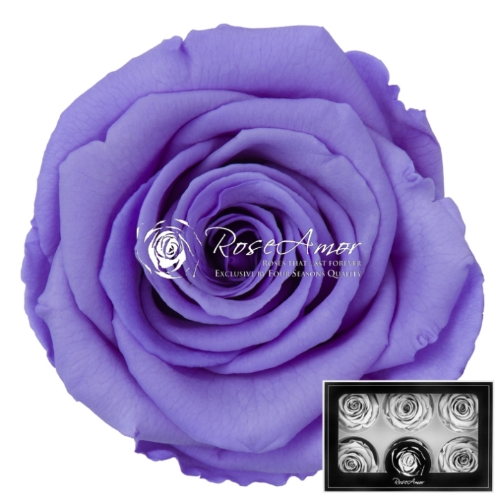 Preserved rose 70 cm   Violet