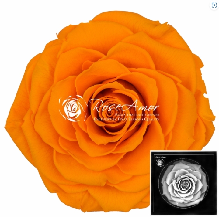 Preserved rose 70 cm   Yellow04