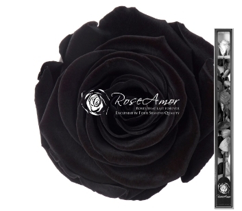 Preserved rose Black